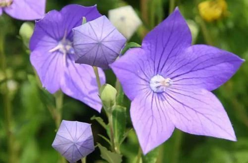 植物|极其少见的几种多年生开花植物,都是比较罕见的花卉