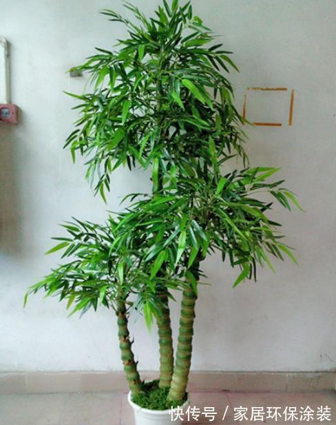4种适合客厅养植的竹子,清秀文雅,尽显文人气息,还能清新空气