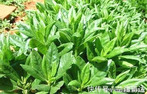 野菜|农村有一种菜，富含各种蛋白质，维生素和矿物质，营养高