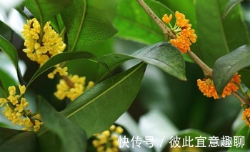 韭菜+艾叶|“韭菜+艾叶”太厉害，不仅膝关节不痛了，就连滑膜炎也消失了