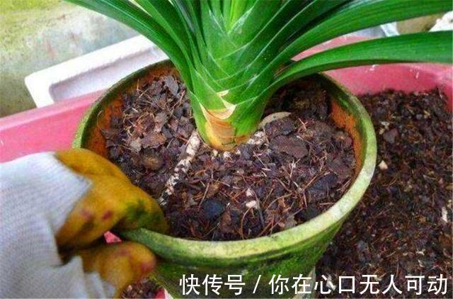 给君子兰换盆不做“3大改变”，就算每年换4回土也不顶用，快学下