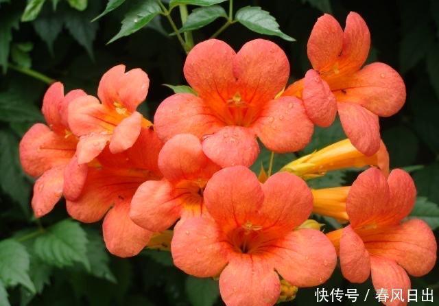 室内|不宜养在家中室内的8种花,再美也别养,如果有快搬出去