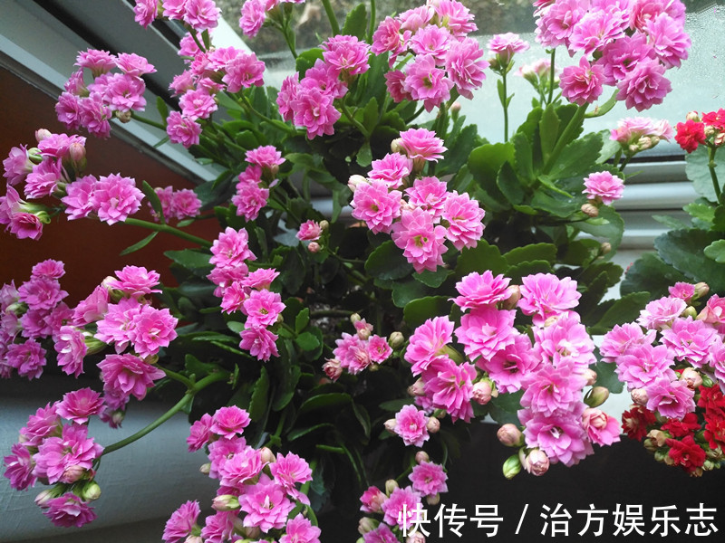 繁星点点|仙气十足，漂亮不输玫瑰花，扦插就能活，这种盆栽花，值得拥有
