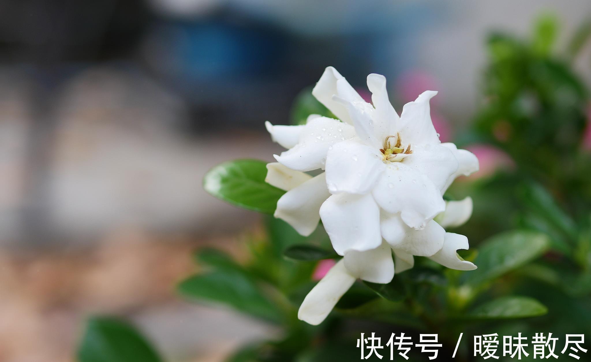 花友|容易被“误杀”的7种花,汲取教训,才能养好