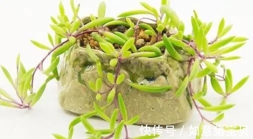 3种多肉很好养,被花友称“热不死”,太阳一晒就“很美”