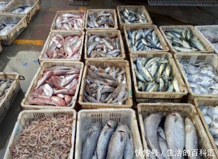 捕捞|市场上这6种鱼放心购买,都是人工捕捞的野生海鱼,营养口感极佳