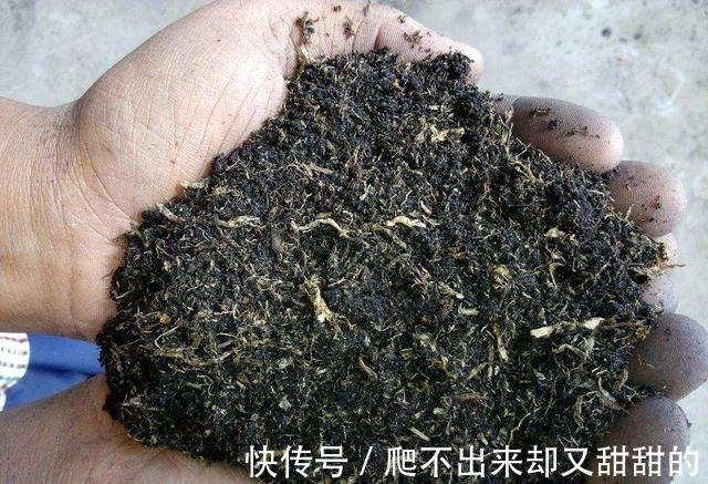 营养土|养花别买营养土了,4种废料掺和一起,养啥旺啥