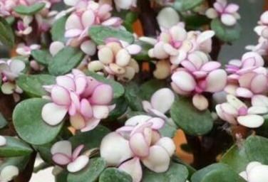  不好|家养金枝玉叶总是长不好？知道几个小妙招，轻松长成老桩