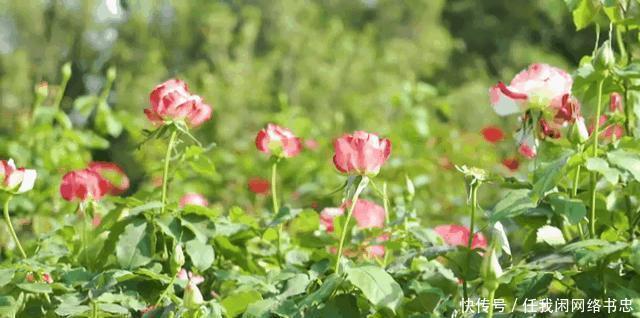 为何今年深圳花开延绵数公里，出门就能赏花背后的故事带你看看！