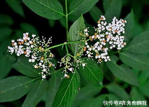 “打得地上爬，只怕八棱麻”，告诉家乡人，此草价值大，别不认识