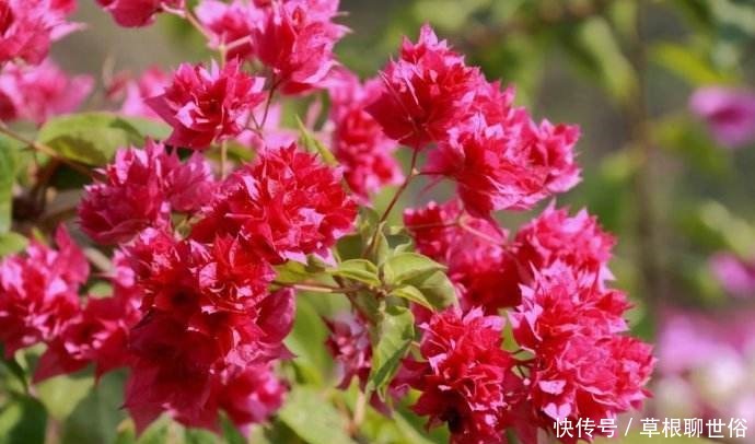 喜欢菊花,不如养这几款花卉,开花勤还爱爆盆,天天都赏花