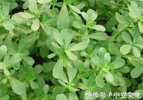 野草|农民很不喜欢的野草，城里人很喜欢，价值珍贵，营养价值极高