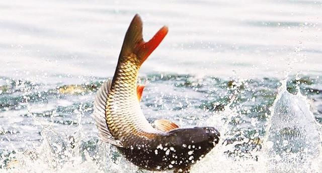 可惜|它曾是“四大名鱼”之一,想吃靠运气,如今5元一斤没人买,可惜