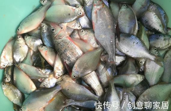刀鳅|钓鱼人口中的“四大害鱼”,钓鱼时最怕碰到了,其实味道都很鲜美