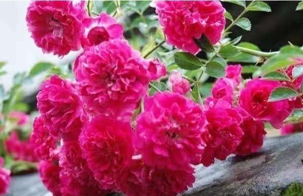 阿慧|一整年都能开花的三种花,比牡丹美丽还好养活,养一盆天天能赏花