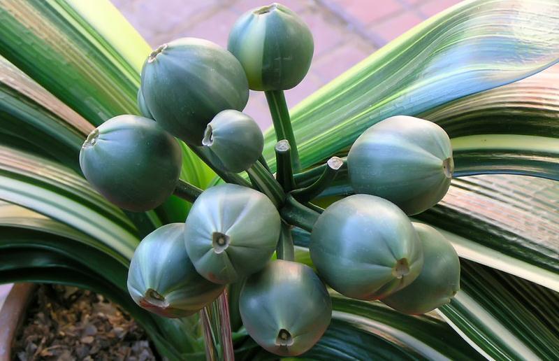 往君子兰盆里扔垃圾后会怎样,答案它只会越长越好