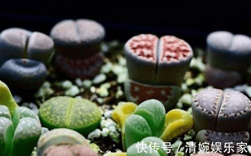 这些多肉植物好看又好养,有着吉祥如意的寓意!为你带来好兆头