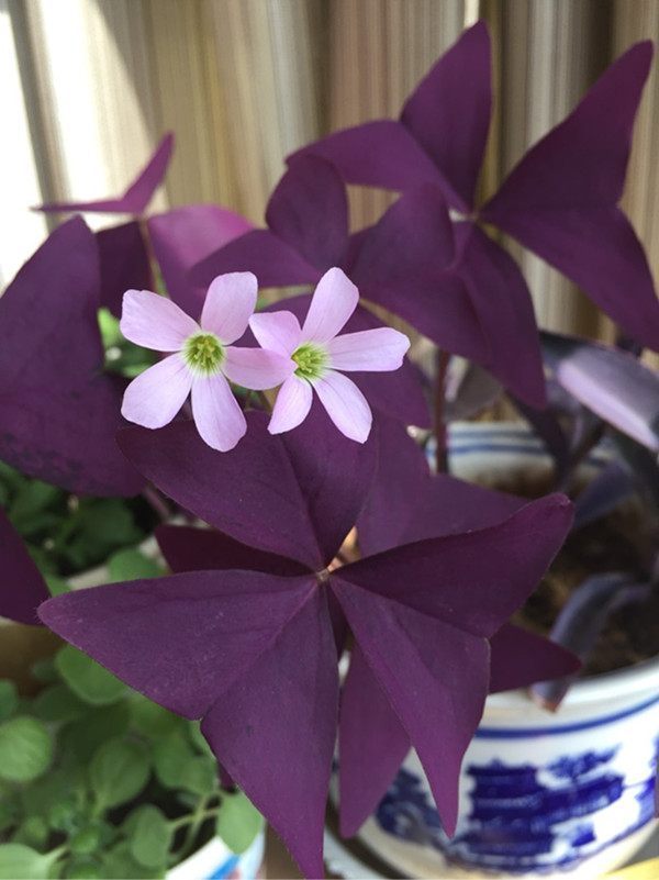 喜欢养花,不如养盆我的心,最受欢迎的盆栽花卉之一,四季花开