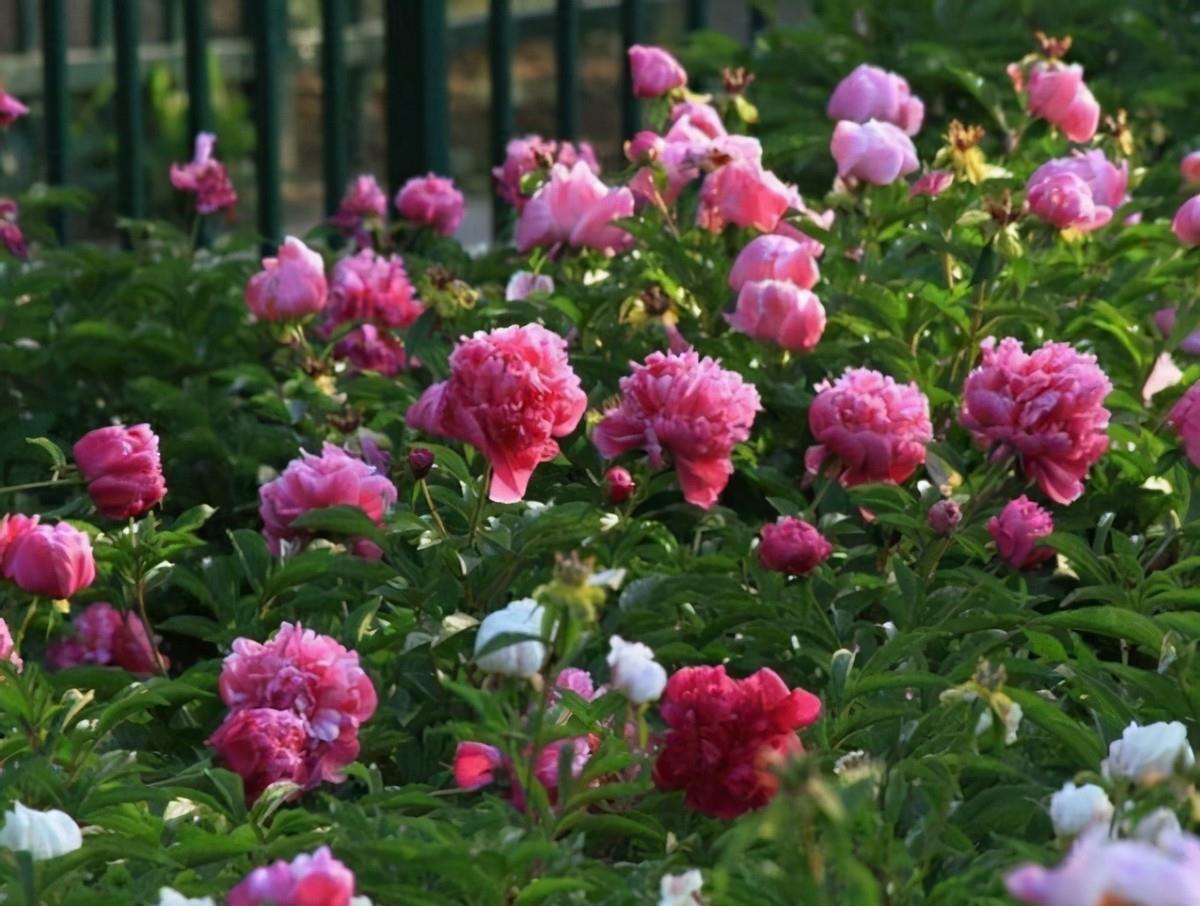 牡丹花|3款值得盆栽的“长期花”,年年开花200多天,花朵个大色泽艳丽