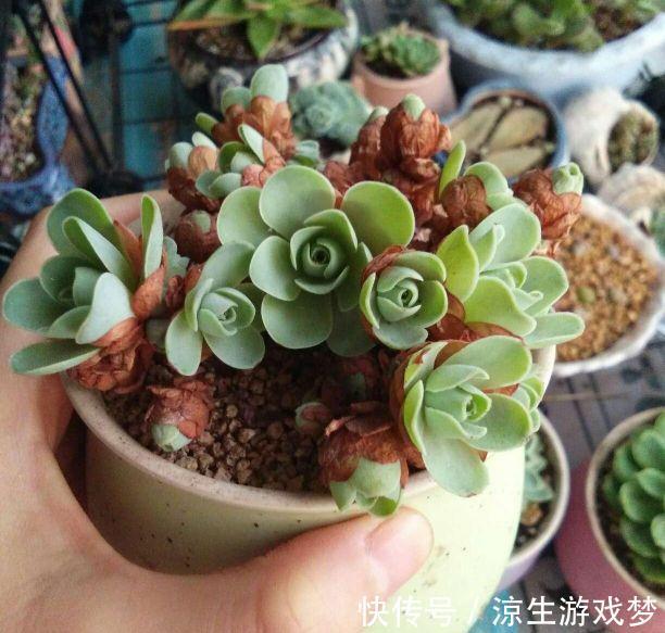 养多肉别入坑,做好四个不要,这样才能长出好状态