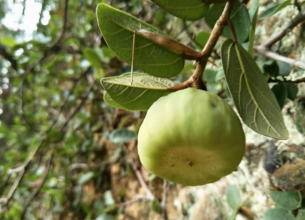 有的植物爬上墙,墙上全是裂缝,要及时清理,危害墙体