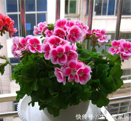 花海|4种漂亮花,一年四季花朵轮番开,天天都是花海,是阳台盆栽佳品