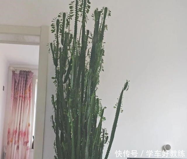 1米7的天竺葵，开花成瀑布，太震撼了！