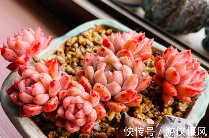霜降说霜花,霜叶红于二月花——易红易爆盆的多肉霜花,养过否?