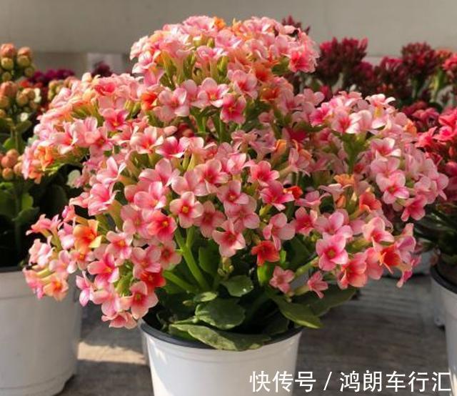 秋天快扦插,10种花不用买,掰个枝子插土里,嗖嗖生根,成活率高