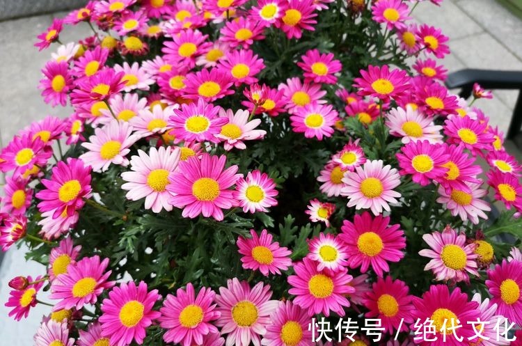 珍稀品菊“唐宇托桂”,似金凤展翅,金光灿灿,实属养花首选