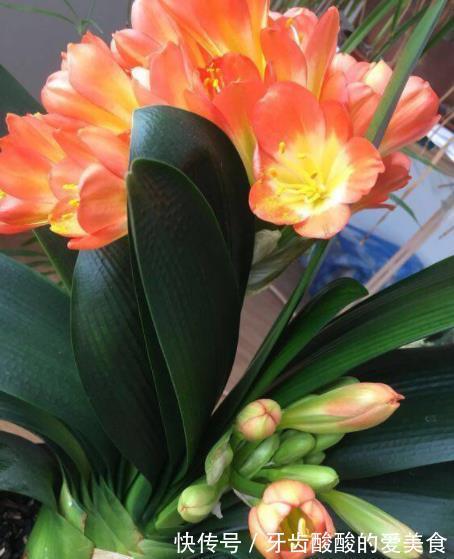 盘点3种适合秋冬养护的花,颜值高长势旺,花开不停美极了