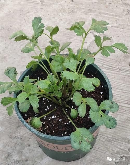 最美“芹菜花”,土里埋两个爪子,3日爆芽,养着养着就开满盆!