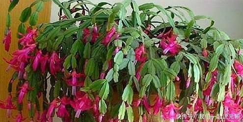给蟹爪兰“晒太阳”,注意“1点”,新芽多,颜色深,开花就爆盆