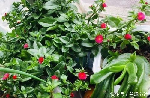 聪明人养花就养3种,可镇宅招财、有益健康,养护也省心