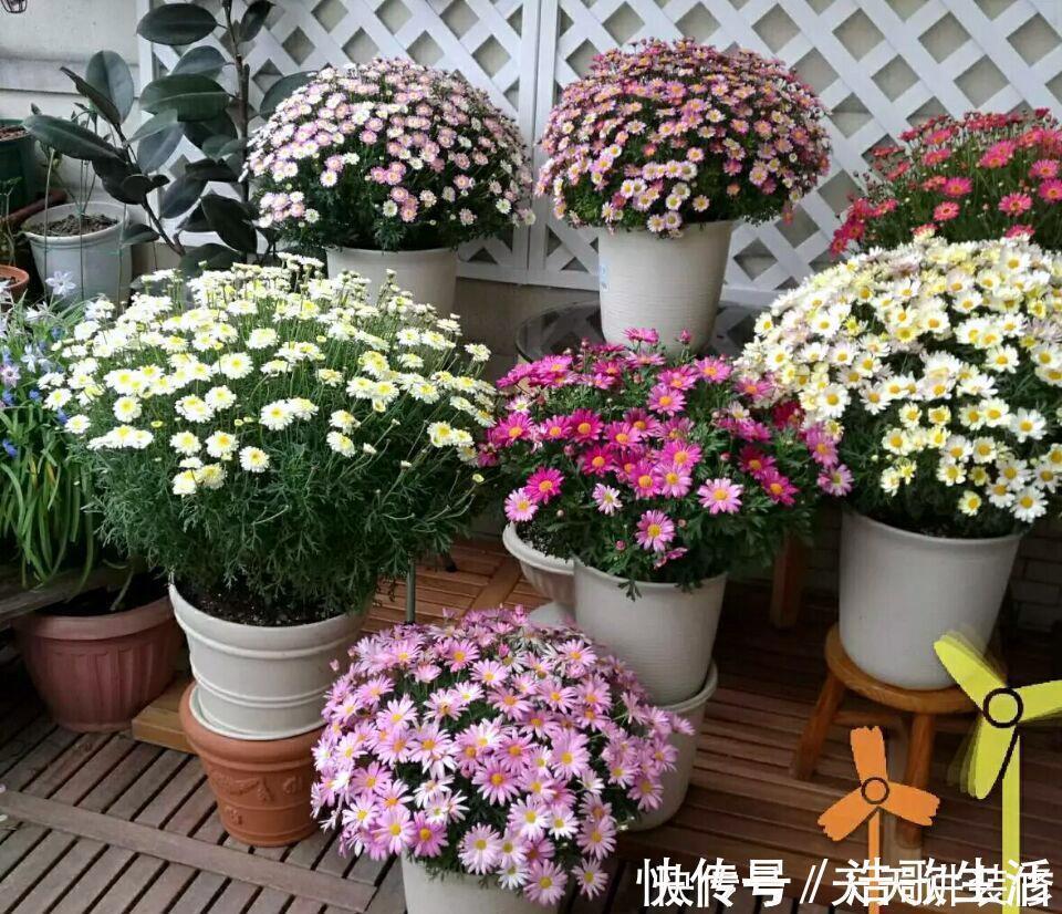 夏天|5种花，夏天要“狠修剪”，剪的越多，花枝越多，好度夏