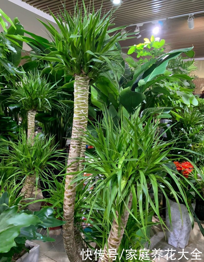 “它”真是个寿星老、养护得当、活上几十年那是小意思