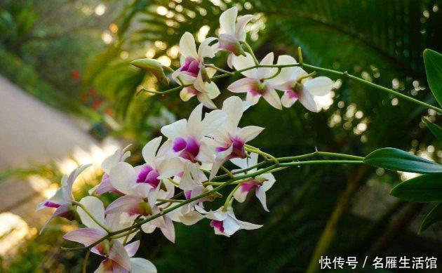 建兰|知道兰花有多少个兰花一共有7个种类,知道你养的那种吗