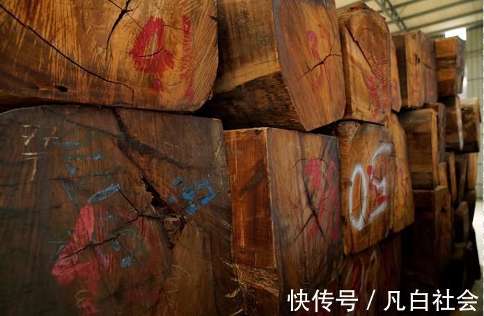 小材|缅甸花梨木成才缓慢,200年小材,500年中材,千年大材!