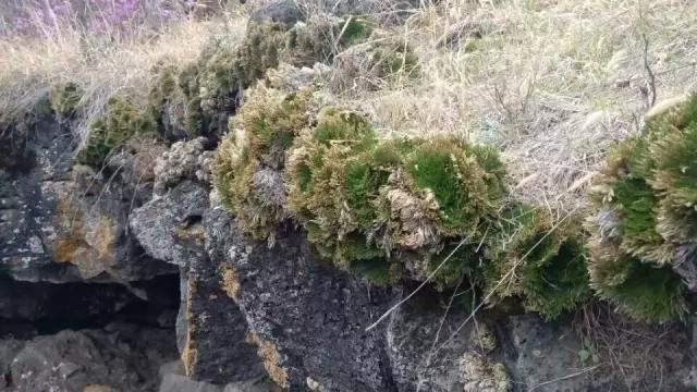 地下森林|镜泊史话：石头与花，诗和远方，你不知道的地质之美