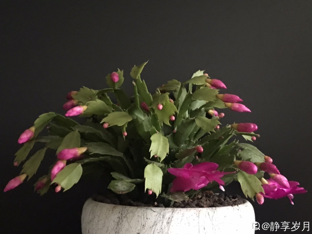 家里有这7种花,少浇水、不能晒,天热要休眠!