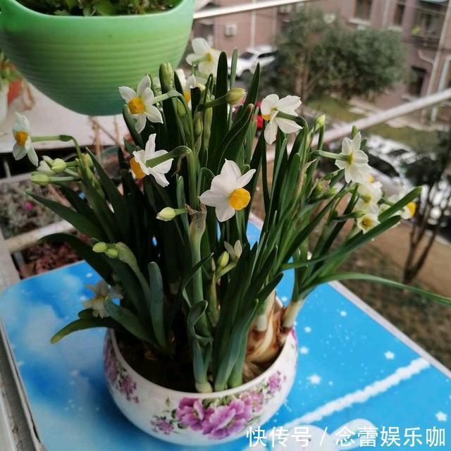 水仙花|8种常见“有毒花”，小心误买回家，家里有小孩要谨慎，安全第一