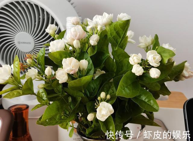 秋冬季节,这几盆对身体有益的花,又香又美,多养几盆也不嫌多