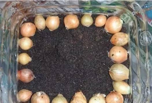 浇水|太神奇了！她在塑料瓶里种蔬菜，一年都吃不完！
