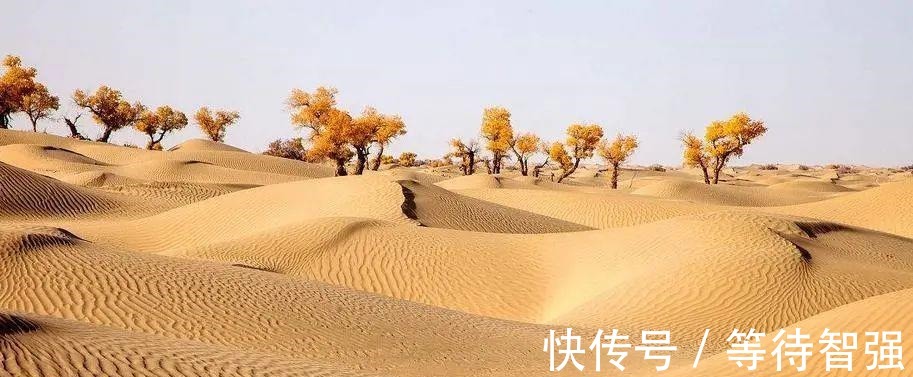 湖北发现“生态杀手”,加拿大一枝黄花耐旱,为何不在沙漠种植