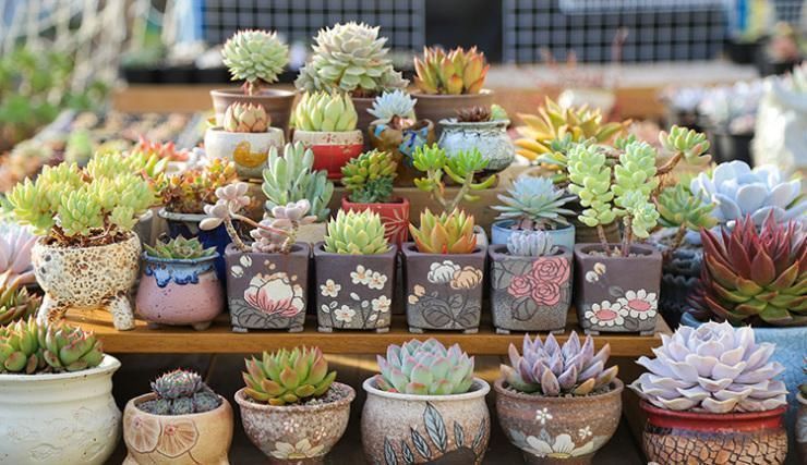 生长期|养多肉有3个阶段,幼苗期、生长期、老桩期,每个阶段方法都不同