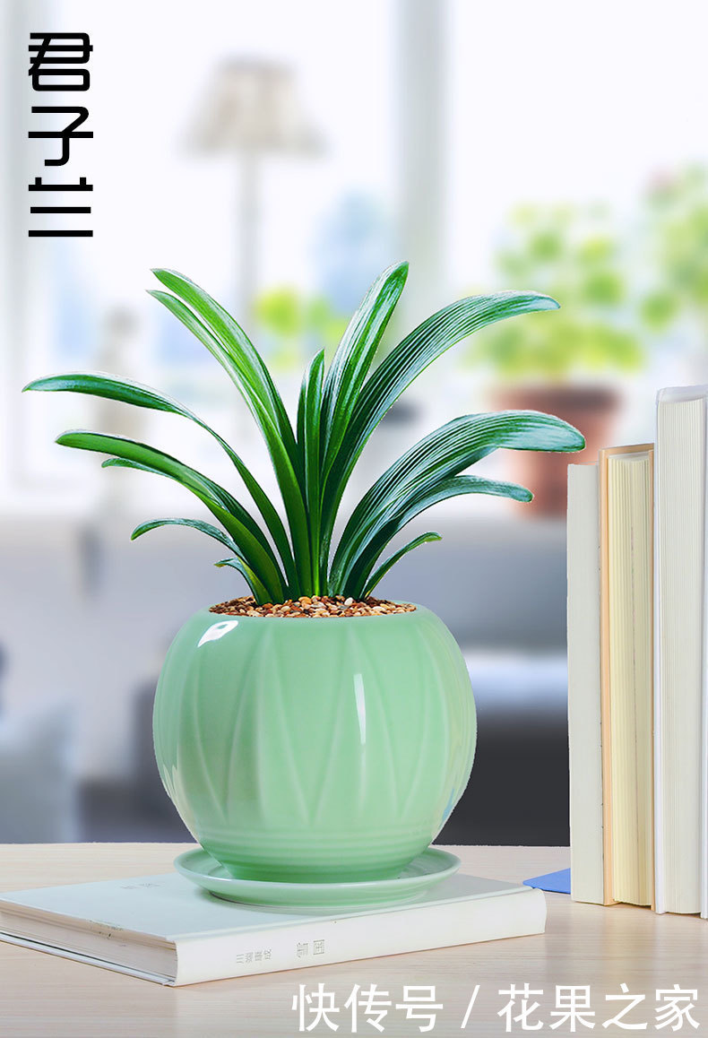 想养|要想养“君子兰”发芽快、年年开花、花期长,四个关键点!