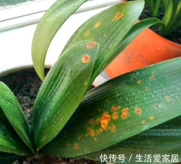 观赏性|这三种花再喜欢也不能夏天买，不好养难伺候，买回来就后悔
