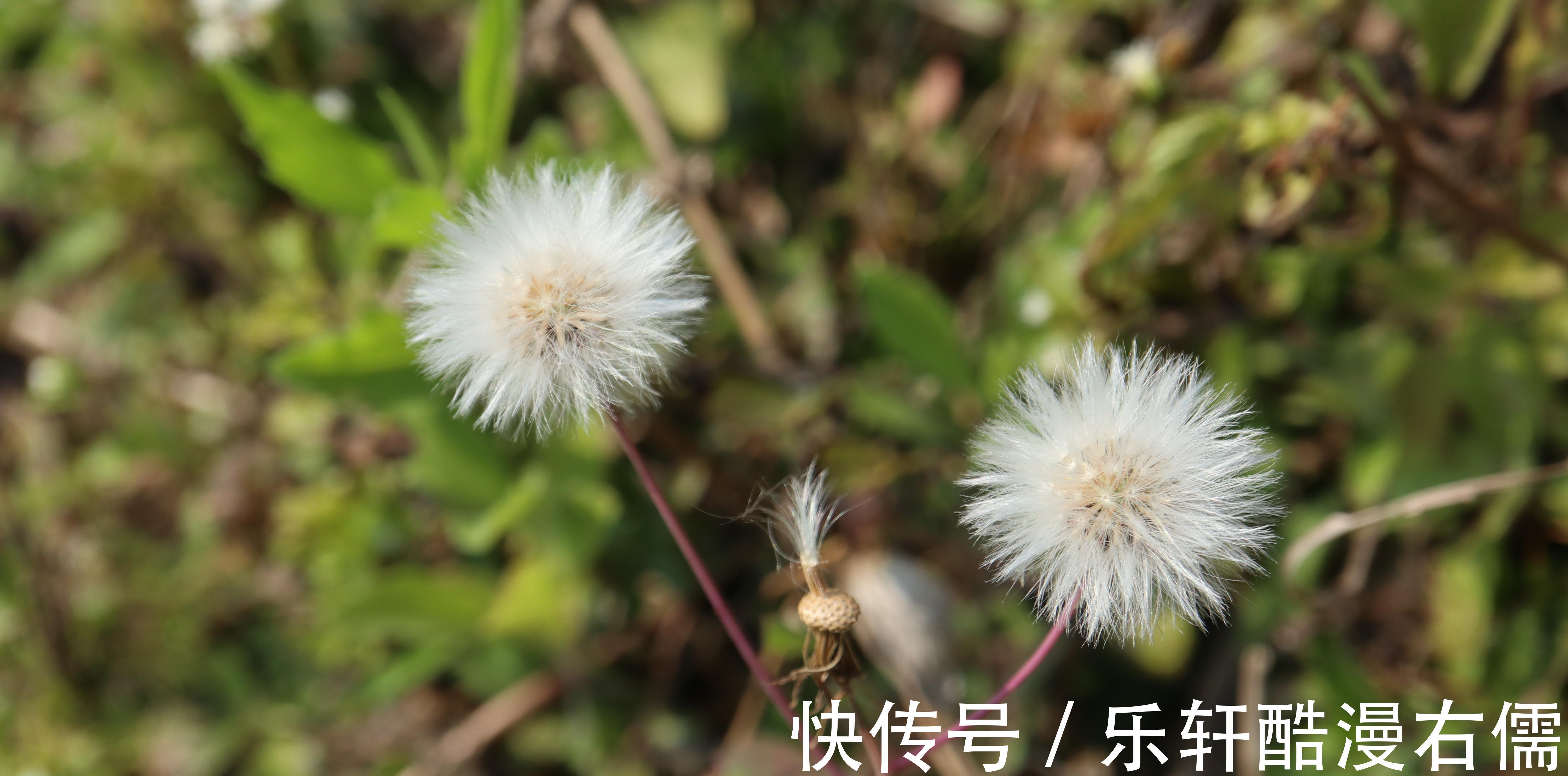 甘木棉|一年四季都可以吃的野菜，常见于菜地或路旁，现在已有人专门种植