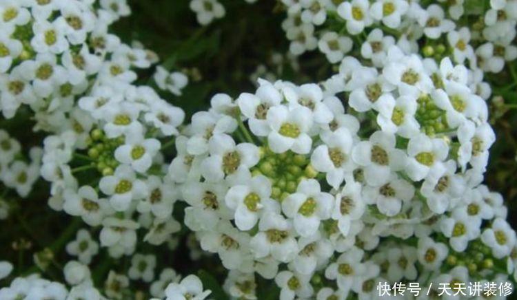 4款艳美的花卉,花大色艳花期长,好养如绿萝,简单易成活