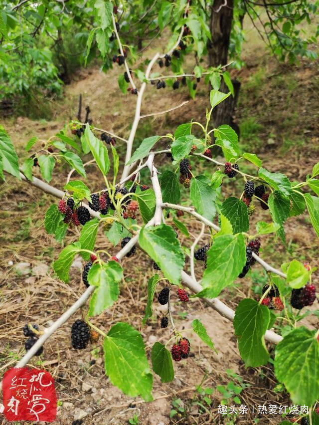 柠檬汁|桑葚好吃就是不耐存放，试试这么做更甜更好吃，放很久都不会坏
